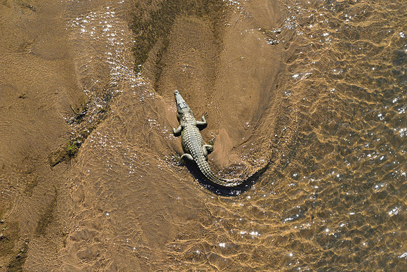 Crocodile