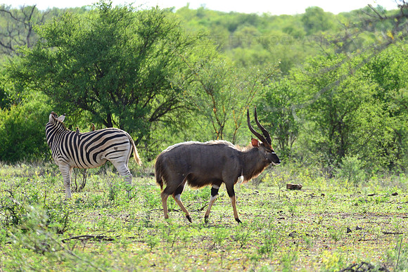 Nyala antelope