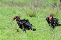 Southern Ground Hornbill