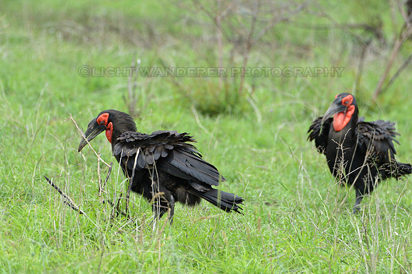 Southern Ground Hornbill