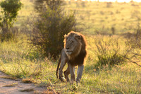 Male Lion, early morning sun
