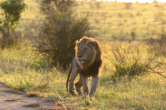 Male Lion, early morning sun