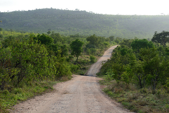Safari road