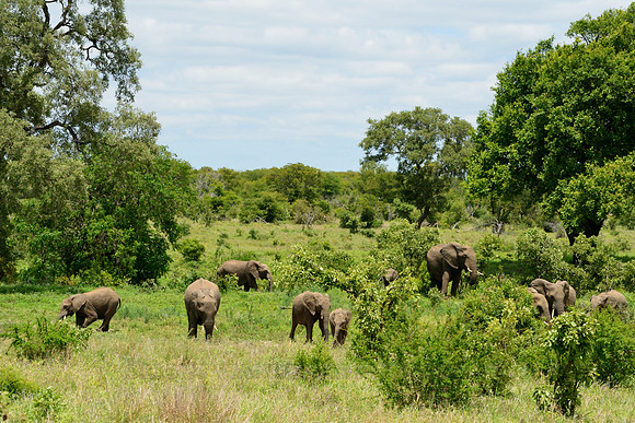 Elephants browsing for food
