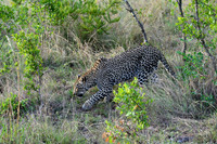 Young female leopard