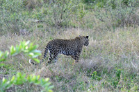Leopard female