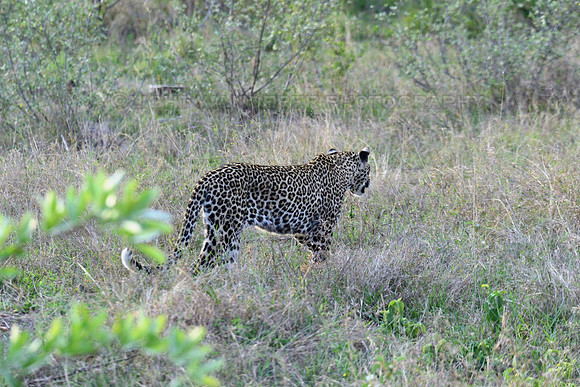 Leopard female