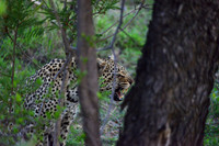 Leopard growling