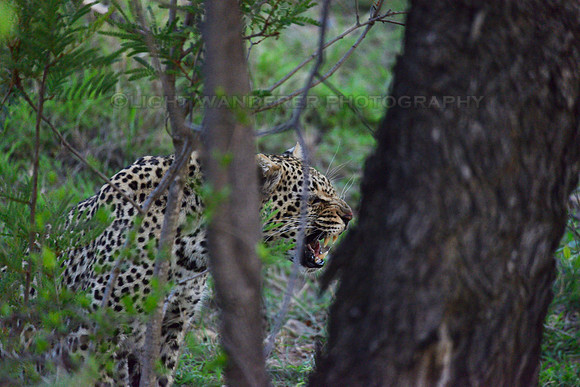 Leopard growling