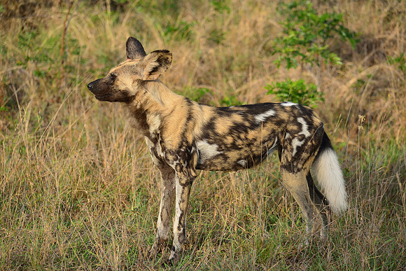 African wild dog