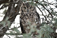 Spotted eagle owl