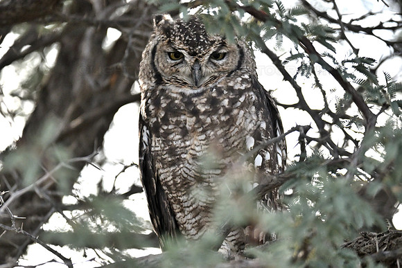 Spotted eagle owl