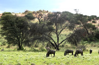 Blue wildebeest