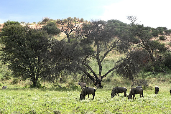 Blue wildebeest
