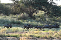 Blue wildebeest