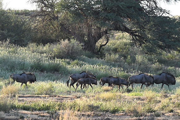 Blue wildebeest