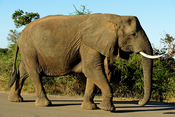 Large elephant