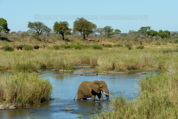 Elephant crossing river