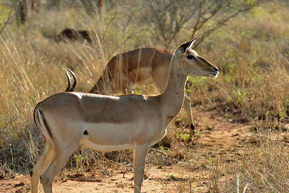 Female impala antelope