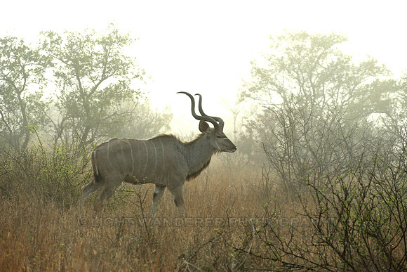 Male Kudu