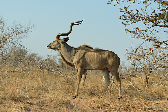 Male Kudu antelope