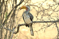 Kruger National Park, South Africa, Birds