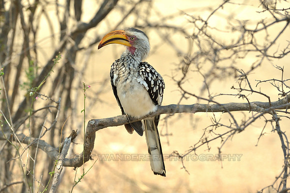 Southern yellow-billed hornbill