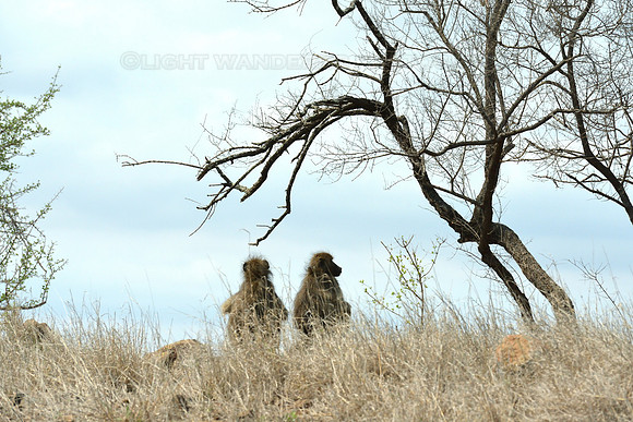 Two baboons