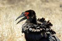 Southern ground hornbill