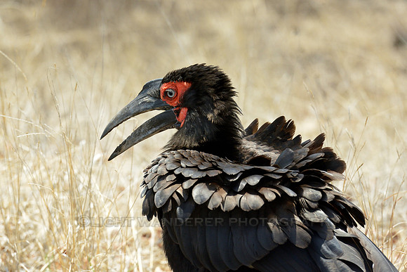 Southern ground hornbill