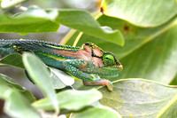 Knysna dwarf chameleon