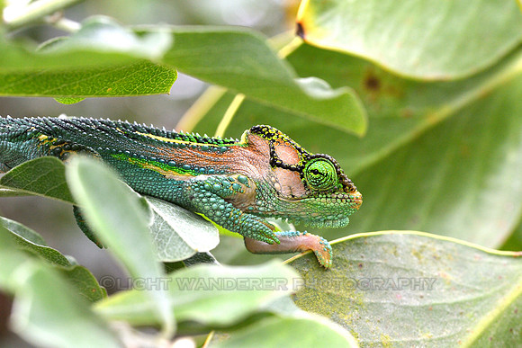 Knysna dwarf chameleon