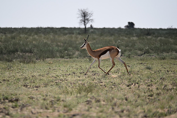 Springbok