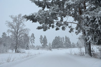 Winter landscape