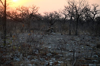 Spotted hyena