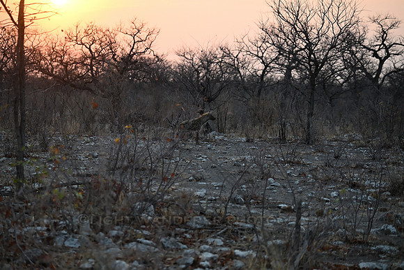 Spotted hyena