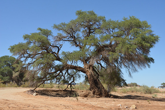 Old Acacia tree
