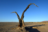 Sculpture by nature