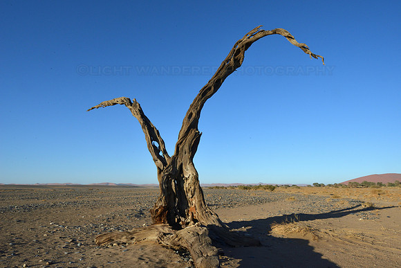 Sculpture by nature