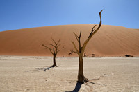 Deadvlei salt pan with dead Acacias