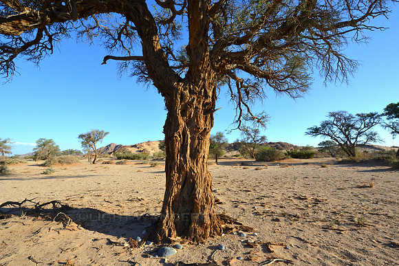 Acacia tree at the desert
