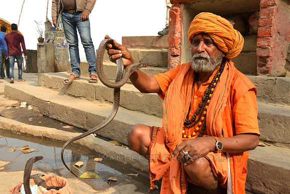 Snake charmer holding a cobra in his hand