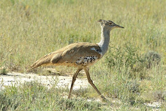 Kori Bustard