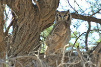 Verreaux's Eagle Owl