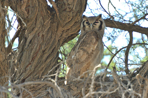 Verreaux's Eagle Owl