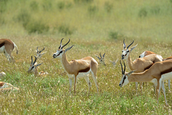 Springboks eating grass in savanna