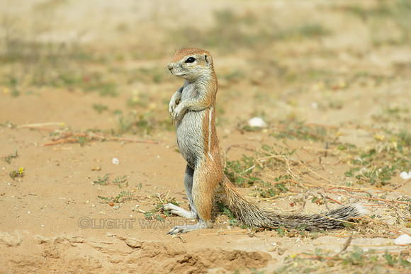 Ground squirrel looking out for dangers