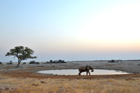 Elephant at Okaukuejo waterhole in Etosha National Park