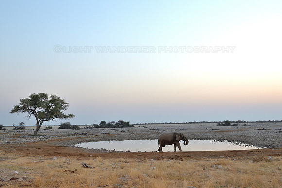 Elephant at Okaukuejo waterhole in Etosha National Park