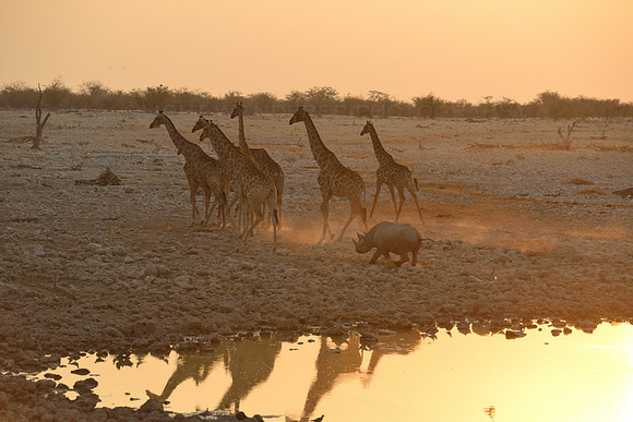 Black rhino chasing away giraffes